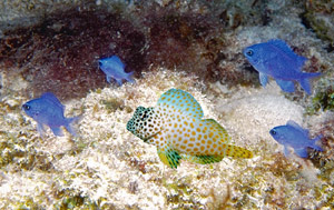 Fischschwarm
